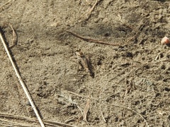 Proctacanthus milbertii