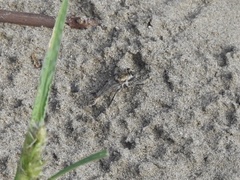 Proctacanthus milbertii