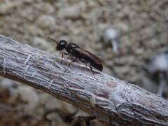 Passaloecus
