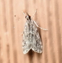 Eudonia strigalis