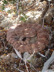 Crotalus stephensi