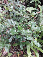 Ilex dipyrena