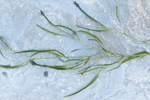 Small pondweed (Potamogeton pusillus)