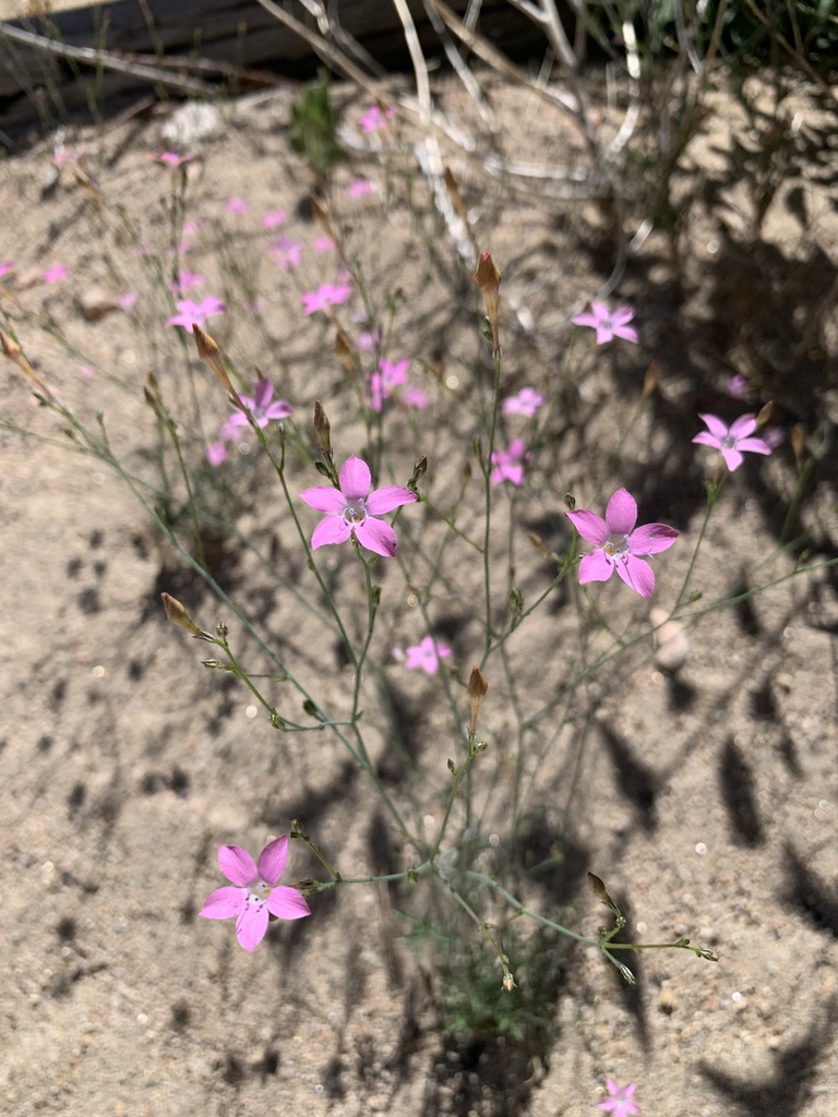 Saltugilia