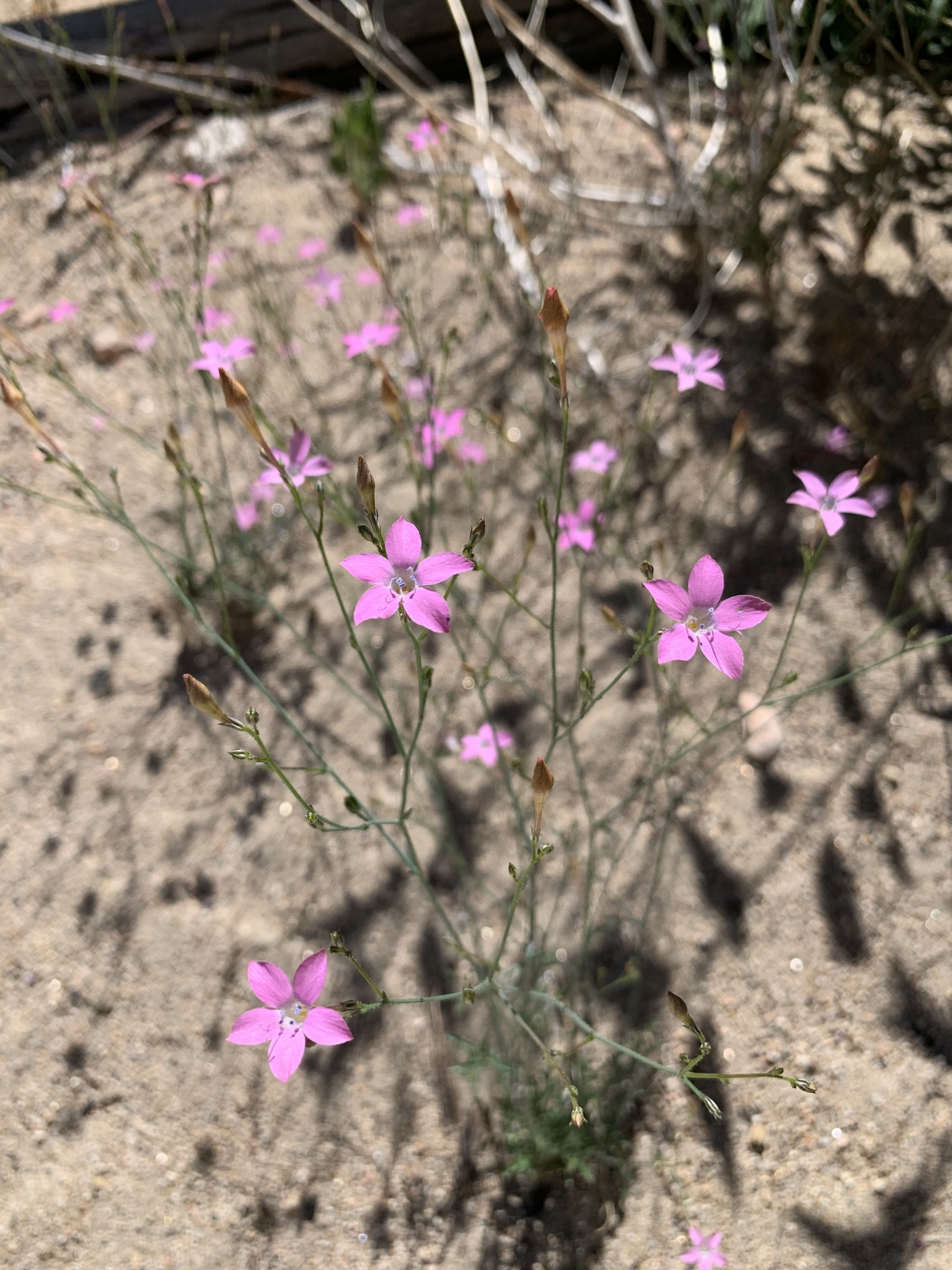 Saltugilia