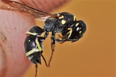 Parancistrocerus pensylvanicus