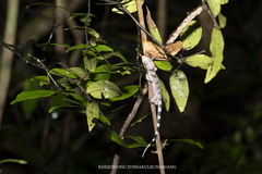 Cyrtodactylus intermedius