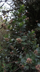 Miconia ligustrina