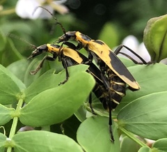 Chauliognathus distinguendus