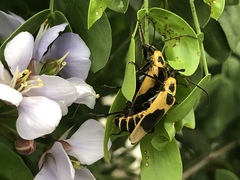 Chauliognathus distinguendus