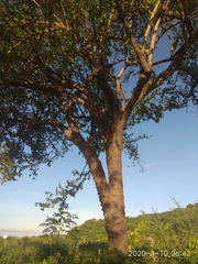 Leuenbergeria guamacho