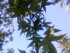 Liquidambar styraciflua