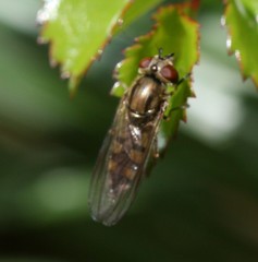 Platycheirus manicatus