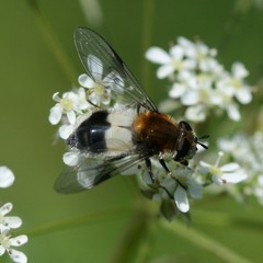Leucozona lucorum