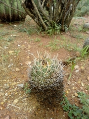 Echinofossulocactus dichroacanthus