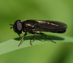 Pyrophaena rosarum
