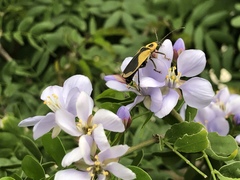 Chauliognathus distinguendus