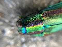 Chrysochroa fulgidissima