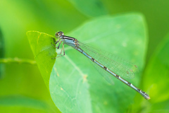 Enallagma durum