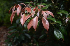 Elaeocarpus eumundii