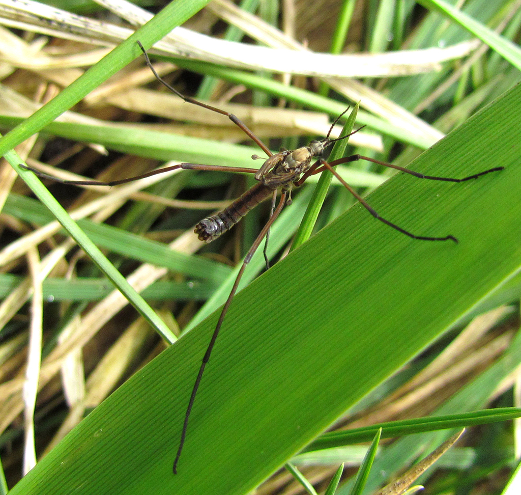 Tipula carinifrons