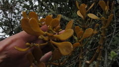 Dendrophthora clavata