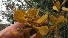 Dendrophthora clavata