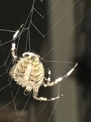 Araneidae