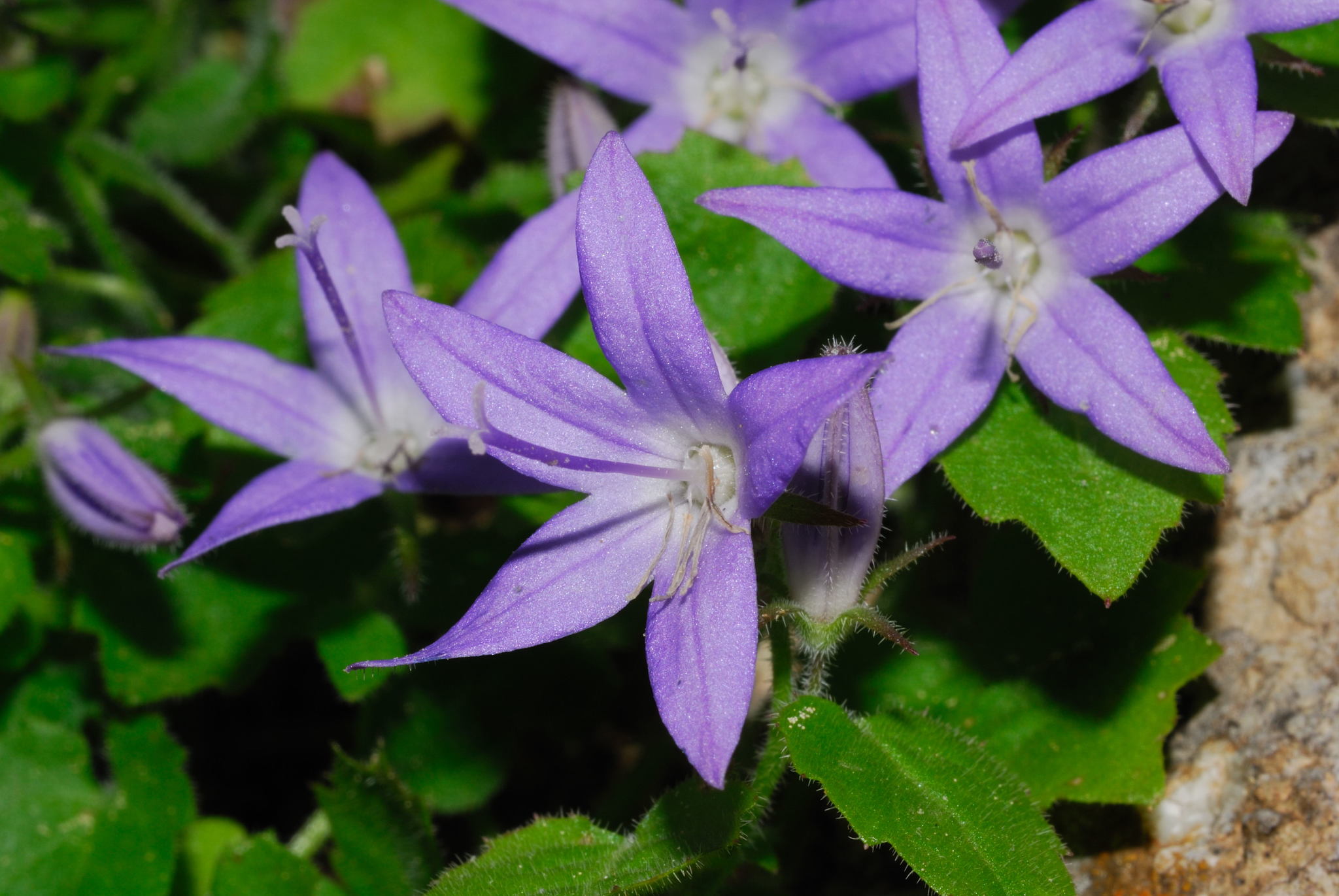 Campanula garganica