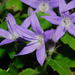 Adriatic Bellflower - Photo (c) Nicholas Turland, some rights reserved (CC BY-NC-ND)