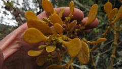 Dendrophthora clavata