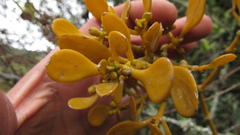 Dendrophthora clavata