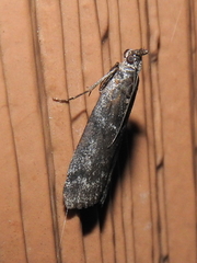 Pyla fusca