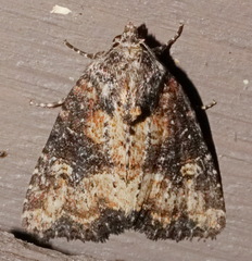 Mesapamea fractilinea