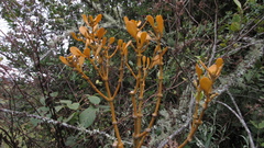 Dendrophthora clavata
