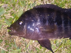 Amphilophus citrinellus