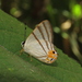 Euselasia corduena - Photo (c) Lepidoptera Colombiana, some rights reserved (CC BY-NC), uploaded by Lepidoptera Colombiana
