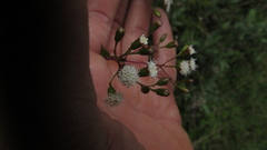 Ageratina gracilis