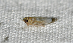 Graminella villica