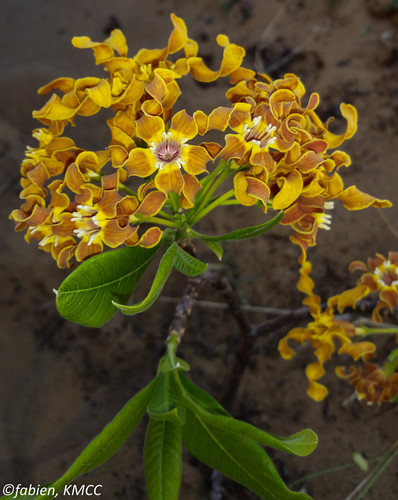 Strophanthus boivinii Baill.