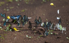 Papilio chrapkowskoides