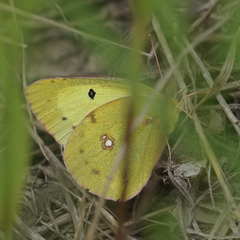 Colias philodice eriphyle