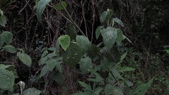 Piper artanthe