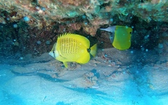 Chaetodon miliaris