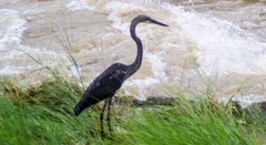 Ardea insignis