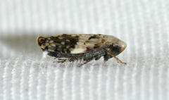 Menosoma cinctum