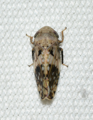 Menosoma cinctum