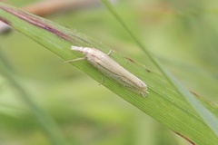 Crambus satrapellus