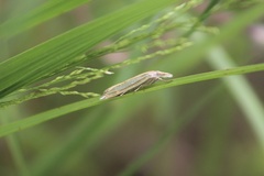 Crambus satrapellus