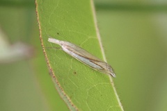 Crambus satrapellus